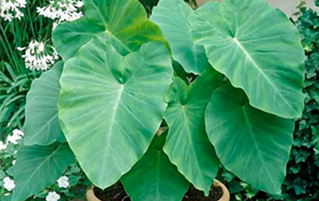 Large Accent Plant: Elephant Ears
